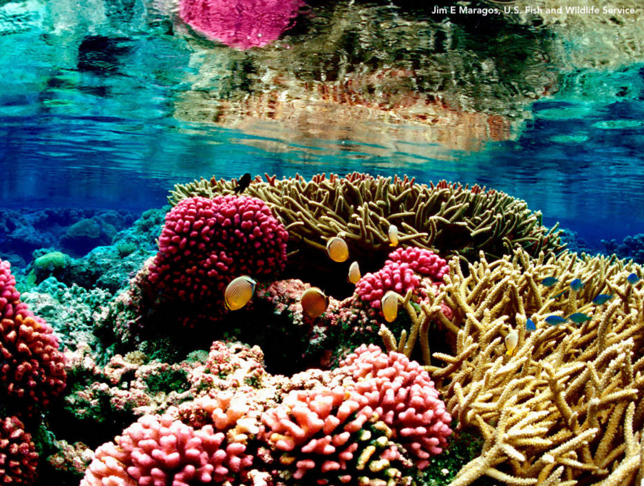 Coral reef with fish
